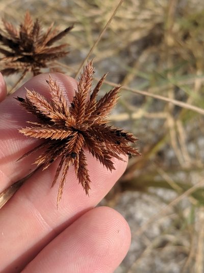 Cyperus oxylepis, photographed by Eric Knight