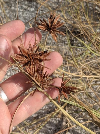 Cyperus oxylepis, photographed by Eric Knight