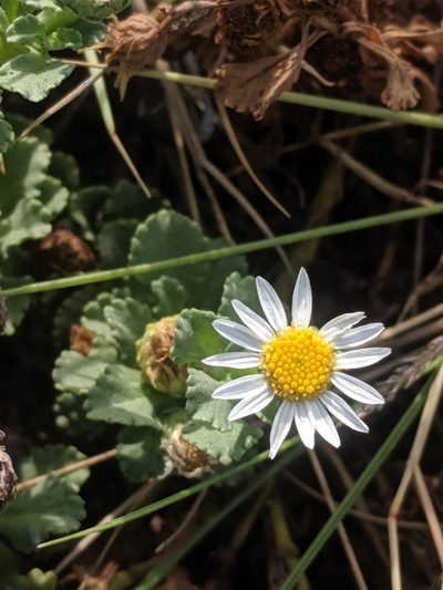 Egletes prostrata, photographed by Eric Knight