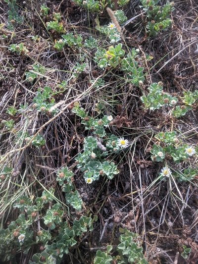 Egletes prostrata, photographed by Eric Knight