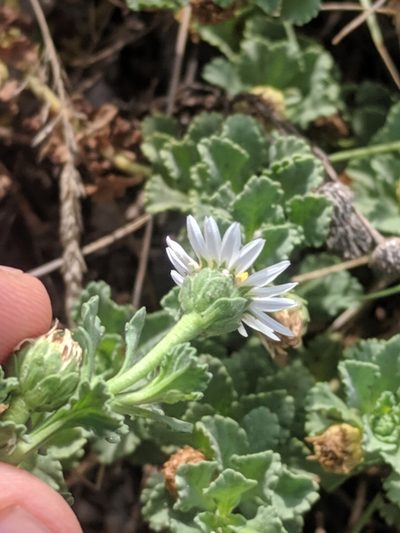 Egletes prostrata, photographed by Eric Knight