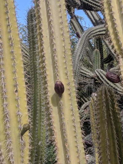 Cereus repandus, photographed by Eric Knight