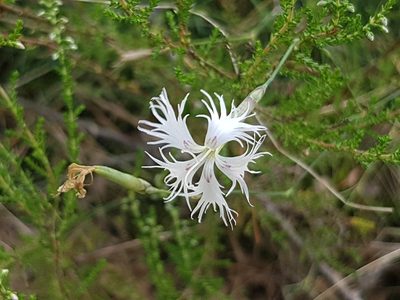 Dianthus arenarius, photographed by Tomas Pocius
