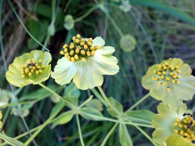 Bupleurum stellatum, photographed by Wolfgang Jauch