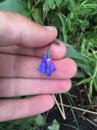Mertensia stylosa, photographed by Rose Zappa