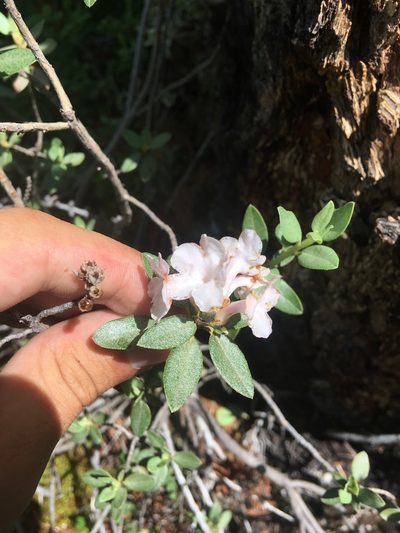 Rhododendron adamsii, photographed by Rose Zappa