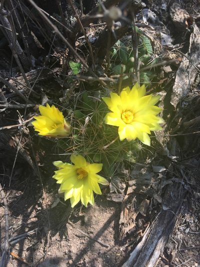 Mammillaria longimamma, photographed by Mariana Yuste Ramírez