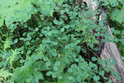 Lathyrus roseus, photographed by Dmitriy Bochkov