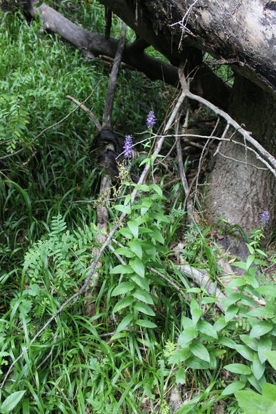 Asyneuma campanuloides, photographed by Dmitriy Bochkov
