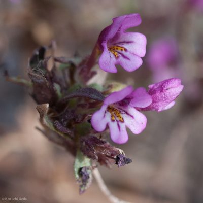 Diplacus jepsonii, photographed by Ken-ichi Ueda
