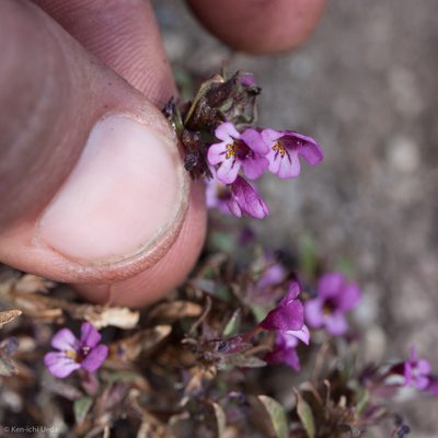 Diplacus jepsonii, photographed by Ken-ichi Ueda
