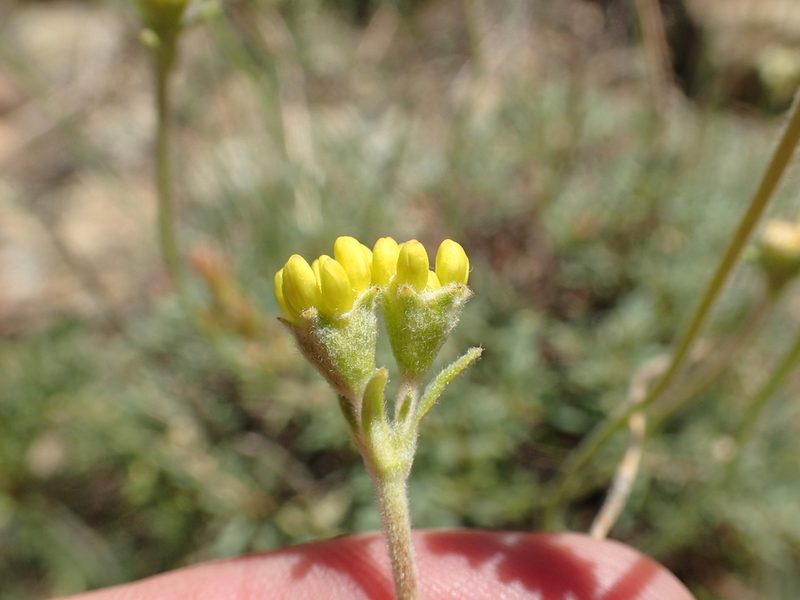 Eriogonum congdonii, photographed by rockybajada