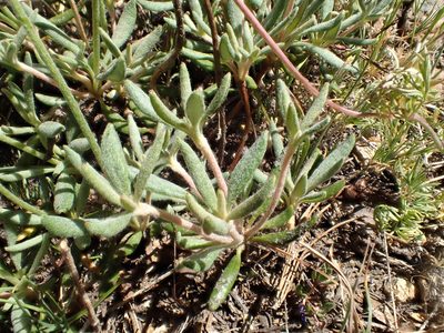 Eriogonum congdonii, photographed by rockybajada