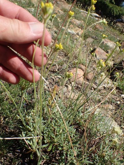 Eriogonum congdonii, photographed by rockybajada