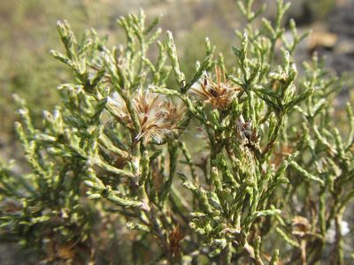Stoebe gracilis, photographed by douglaseustonbrown