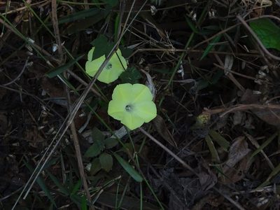 Distimake vitifolius, photographed by Ajit Ampalakkad