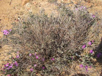 Pterothrix tomentosa, photographed by douglaseustonbrown