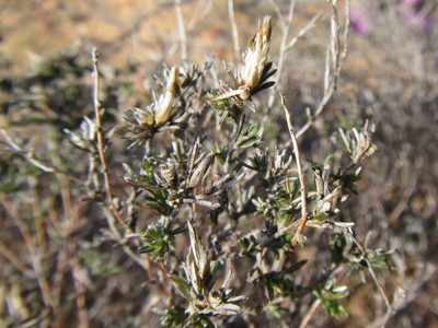 Pterothrix tomentosa, photographed by douglaseustonbrown