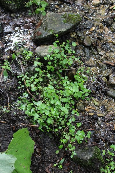 Saxifraga cymbalaria, photographed by Dmitriy Bochkov