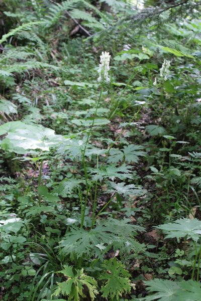 Aconitum orientale, photographed by Dmitriy Bochkov