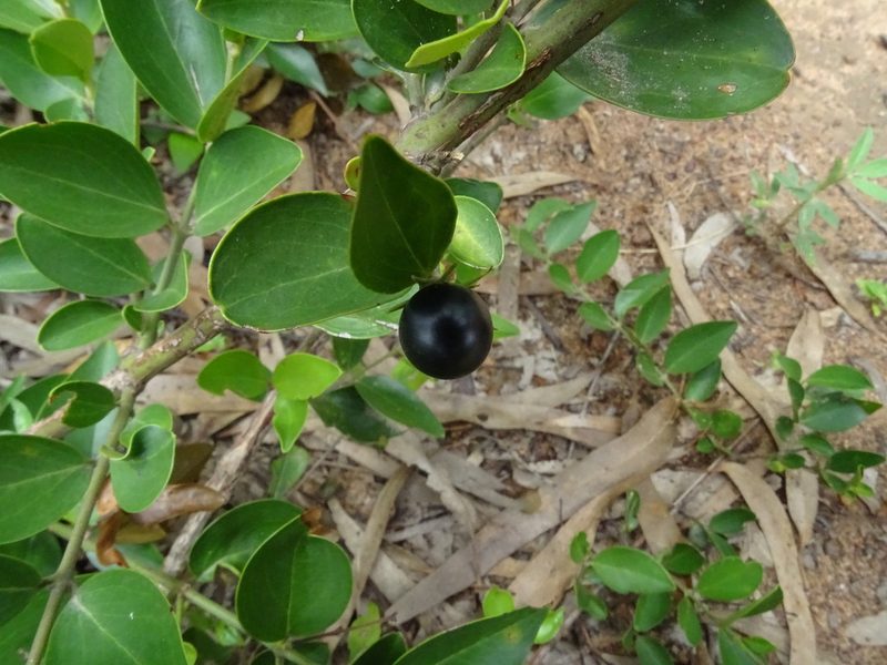 Jasminum cuspidatum, photographed by Ajit Ampalakkad