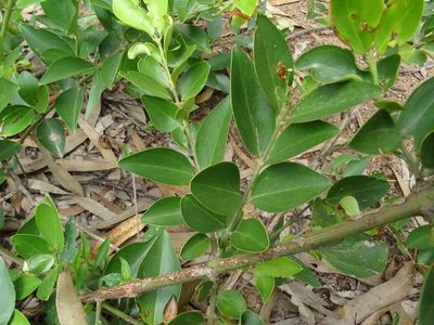 Jasminum cuspidatum, photographed by Ajit Ampalakkad