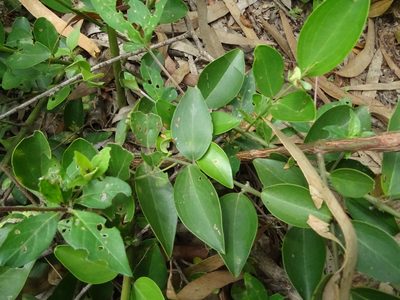 Jasminum cuspidatum, photographed by Ajit Ampalakkad