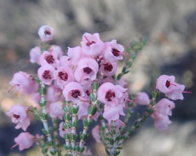 Erica umbelliflora, photographed by Di Turner