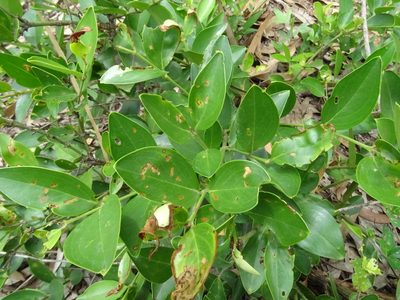 Jasminum cuspidatum, photographed by Ajit Ampalakkad