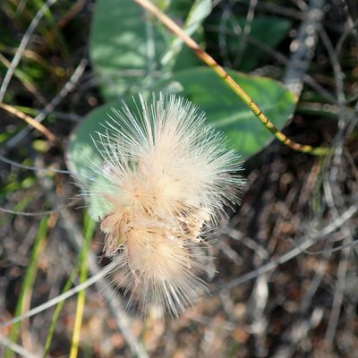 Othonna gymnodiscus, photographed by Di Turner