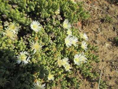 Drosanthemum framesii, photographed by douglaseustonbrown