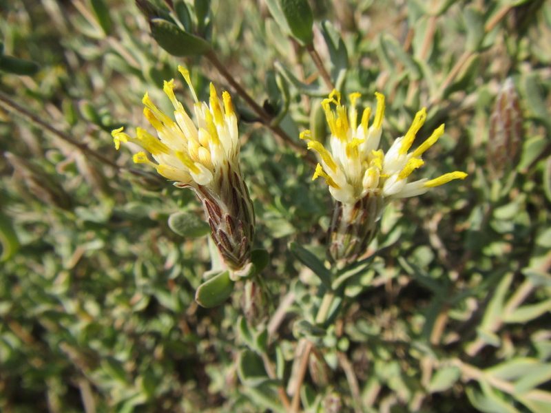 Pteronia oblanceolata, photographed by douglaseustonbrown