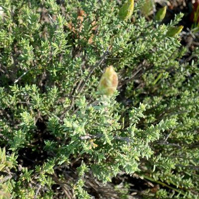Pteronia elongata, photographed by Di Turner