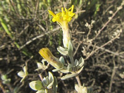Pteronia glauca, photographed by douglaseustonbrown