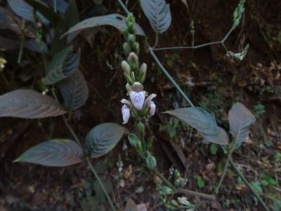 Justicia santapaui, photographed by Ajit Ampalakkad