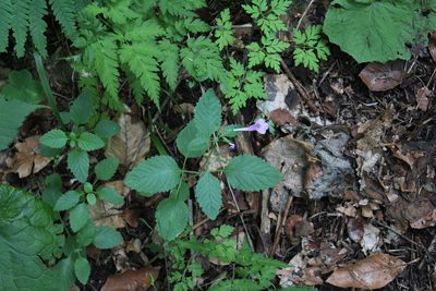Clinopodium grandiflorum, photographed by Dmitriy Bochkov
