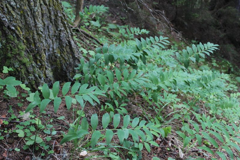 Polygonatum orientale, photographed by Dmitriy Bochkov