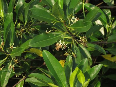 Kandelia candel, photographed by Ajit Ampalakkad