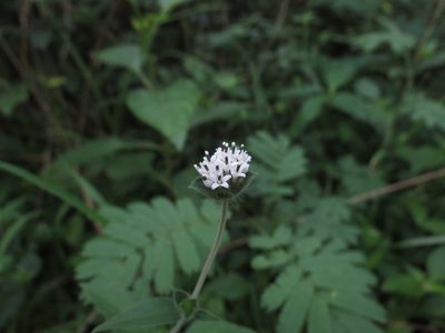 Lagascea mollis, photographed by Ajit Ampalakkad