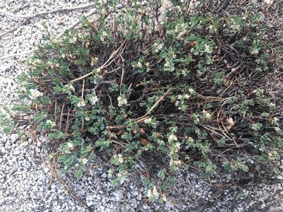 Polygonum shastense, photographed by Adam J. Searcy