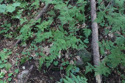 Cystopteris sudetica, photographed by Dmitriy Bochkov
