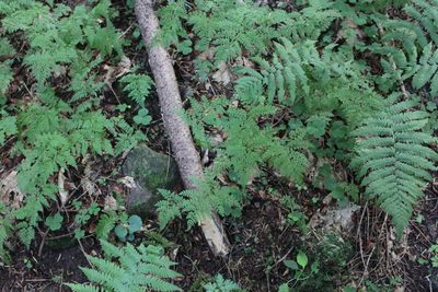 Cystopteris sudetica, photographed by Dmitriy Bochkov