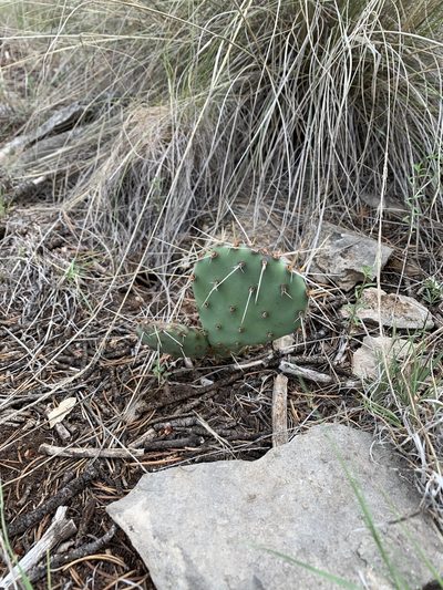 Opuntia pottsii, photographed by CK2AZ