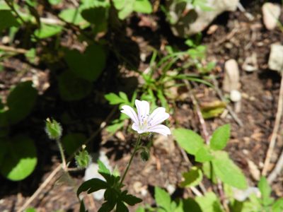 Geranium seemannii, photographed by Leticia Jiménez Hernández