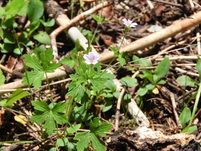 Geranium seemannii, photographed by Leticia Jiménez Hernández