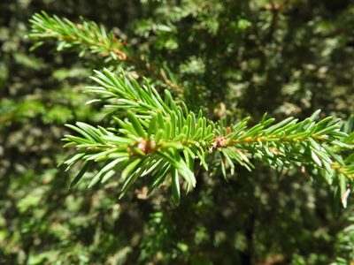 Abies vejarii, photographed by Leticia Jiménez Hernández