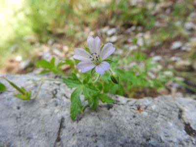 Geranium seemannii, photographed by Leticia Jiménez Hernández