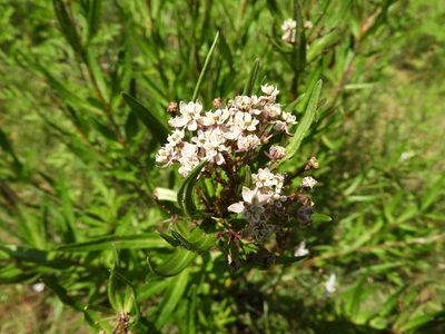 Asclepias mexicana, photographed by Leticia Jiménez Hernández