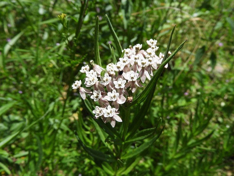 Asclepias mexicana, photographed by Leticia Jiménez Hernández