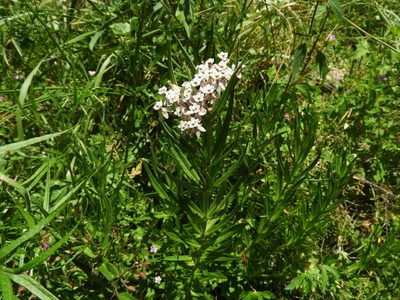 Asclepias mexicana, photographed by Leticia Jiménez Hernández